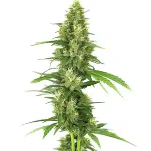 Big Bud cannabis cola with massive dense buds and bright green leaves.