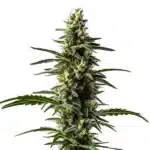 Big Devil Auto tall cannabis plant with stacked frosty buds and narrow serrated leaves