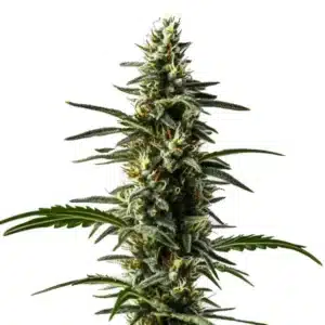 Big Devil Auto tall cannabis plant with stacked frosty buds and narrow serrated leaves