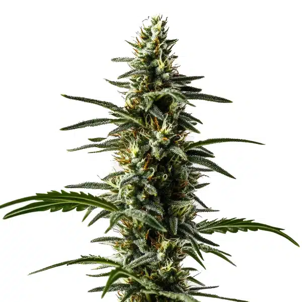 Big Devil Auto tall cannabis plant with stacked frosty buds and narrow serrated leaves