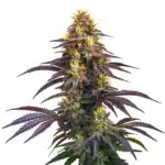 Black Domina plant with dark leaves and compact buds.