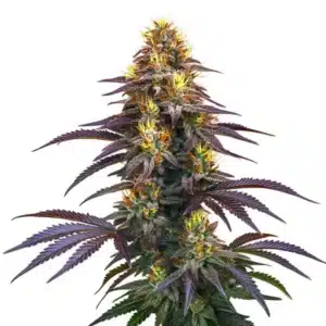 Black Domina plant with dark leaves and compact buds.