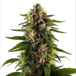 Black Domina Fast Version cannabis bud with dense trichomes, dark green leaves, and orange pistils