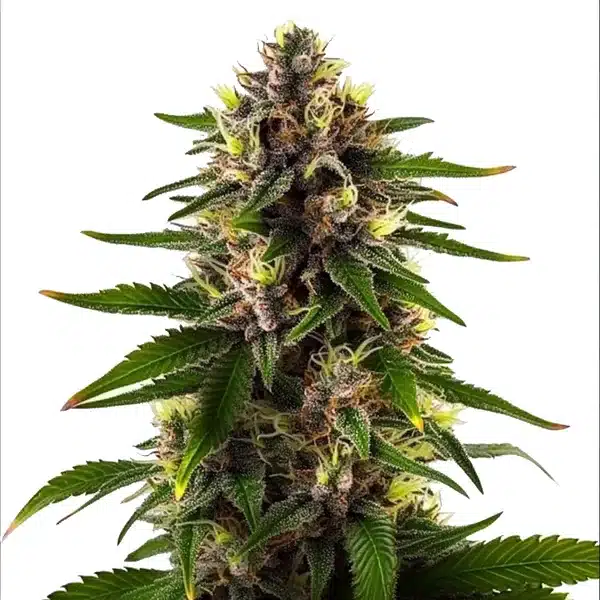 Black Domina Fast Version cannabis bud with dense trichomes, dark green leaves, and orange pistils