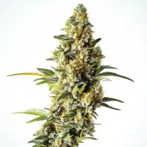 Black Domina x Scott’s OG strain with frosty buds and citrus aroma.