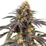 Black Hulk cannabis bud with bright green leaves, orange hairs, and heavy resin coating