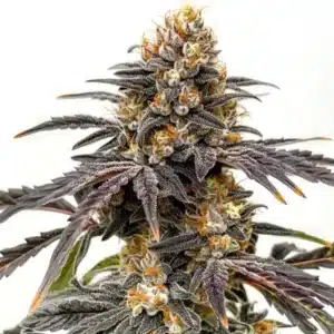 Black Hulk cannabis bud with bright green leaves, orange hairs, and heavy resin coating