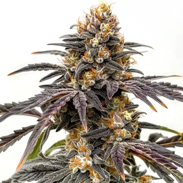 Black Hulk cannabis bud with bright green leaves, orange hairs, and heavy resin coating