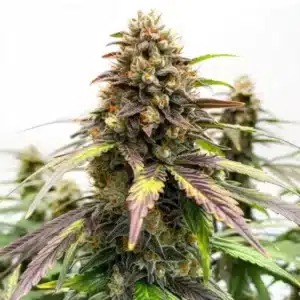 Black Water Purple OG Cheese bud with deep purple leaves, dense crystals, and orange pistils