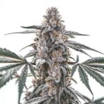 Black Widow strain with resinous buds and vibrant foliage from Blimburn Seeds