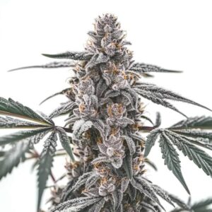 Black Widow strain with resinous buds and vibrant foliage from Blimburn Seeds