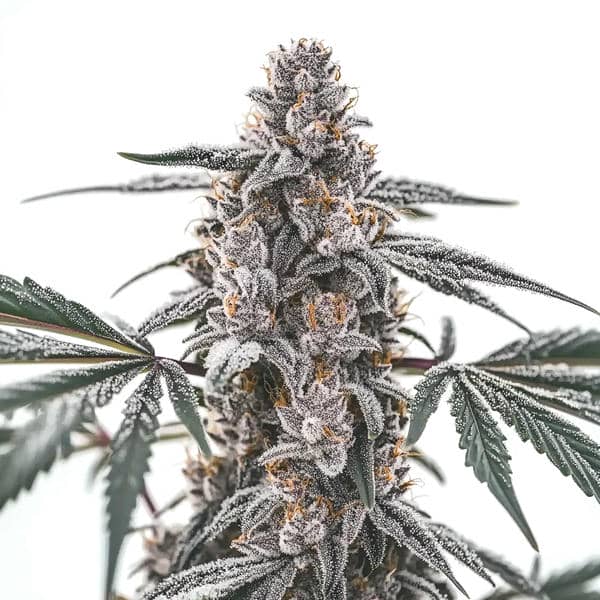 Black Widow strain with resinous buds and vibrant foliage from Blimburn Seeds