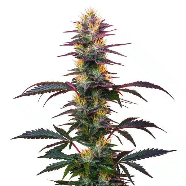 BlackBerry Auto cannabis plant with deep purple buds and green leaves.