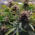 Elite Blackberry Auto Cannabis Seeds for Urban Growers