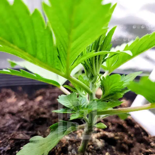 Pro-Grade Blackberry Auto Hybrid for All Climates