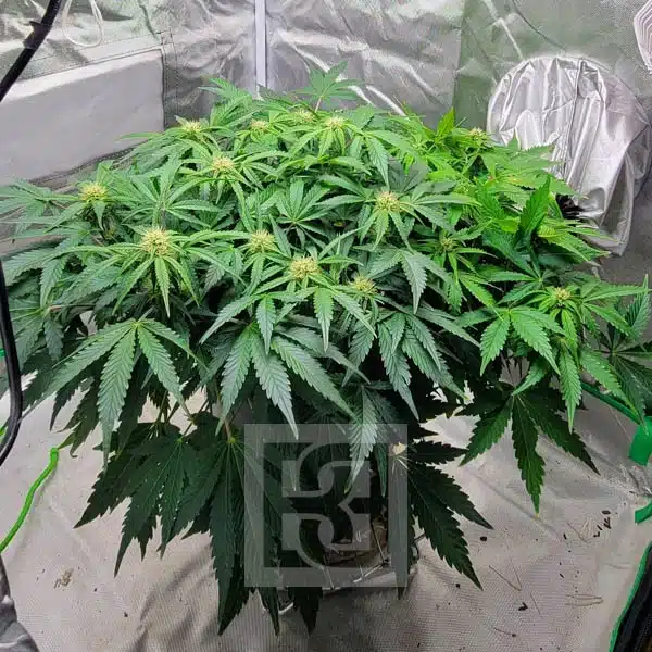 Garden Delight Blackberry Auto, Perfect for New Growers