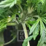 Urban Blackberry Auto Seeds: Perfect for Small Space Gardening