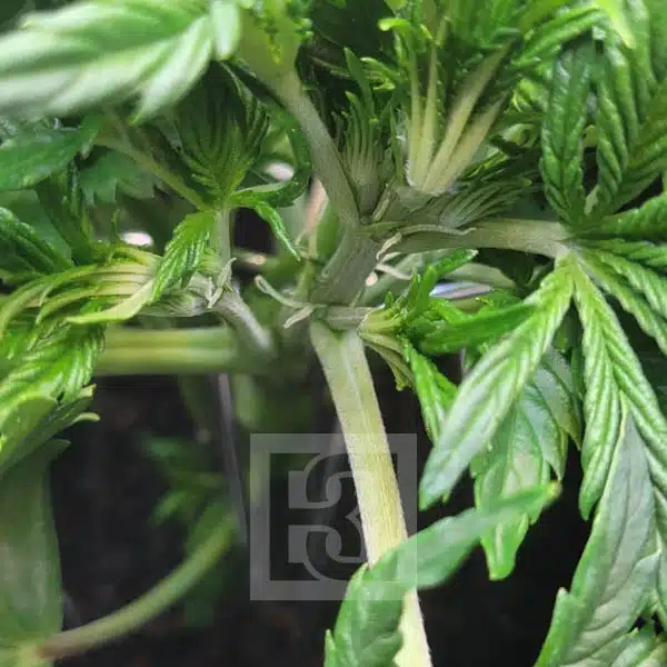 Urban Blackberry Auto Seeds: Perfect for Small Space Gardening