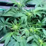 Rapid Harvest Blackberry Auto for Efficient Cultivation