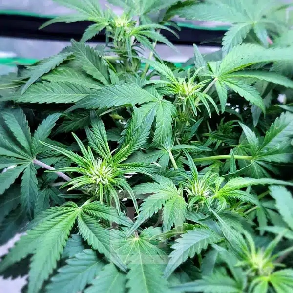 Rapid Harvest Blackberry Auto for Efficient Cultivation