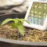 Green Oasis Blackberry Auto: A Natural Aroma Experience