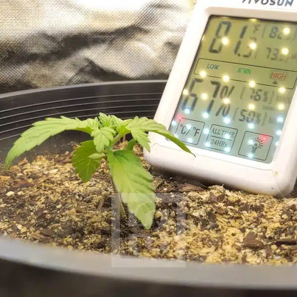 Green Oasis Blackberry Auto: A Natural Aroma Experience