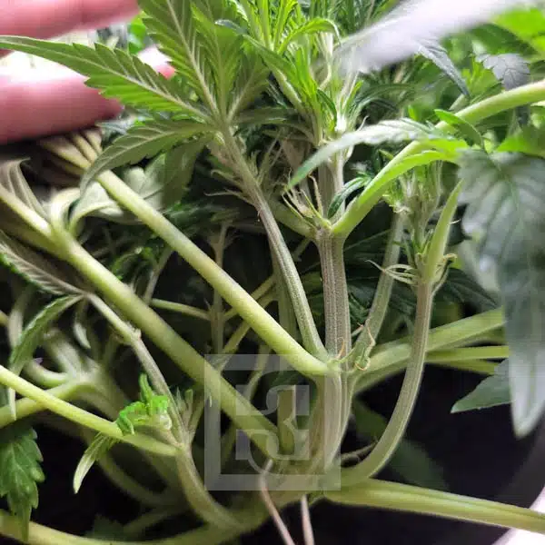 Urban Thrive Blackberry Auto, Ideal for City Gardening