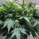 Blackberry Auto Zen Garden: Cultivate Peace and Serenity