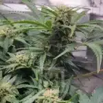 City Blossom Blackberry Auto, Ideal for Compact Urban Spaces