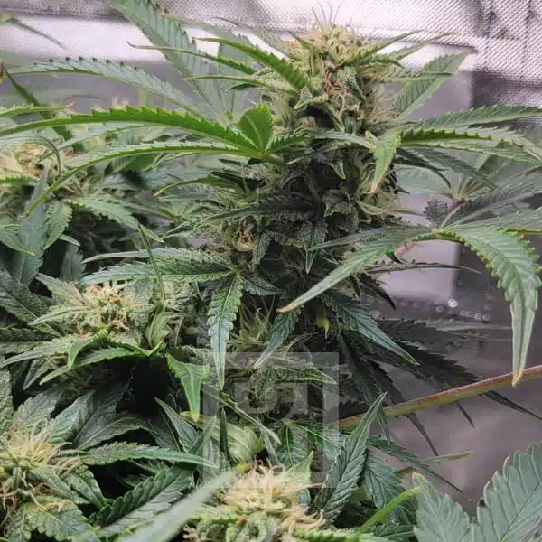 City Blossom Blackberry Auto, Ideal for Compact Urban Spaces