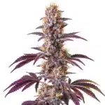 Blackberry Kush strain with deep purple buds and sweet berry aroma.