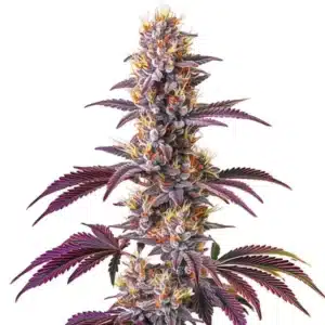 Blackberry Kush strain with deep purple buds and sweet berry aroma.