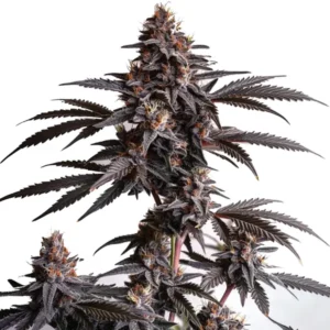 Blood Diamond OG cannabis strain with purple and green buds.