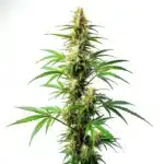 Blue Amnesia Auto plant with resin-covered buds and purple hues.