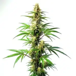 Blue Amnesia Auto plant with resin-covered buds and purple hues.