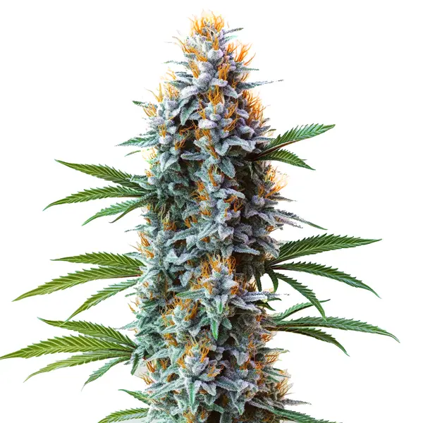 A Blue Cheese cannabis plant with large, dense buds and a mix of green and purple hues.