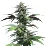 Blue Fruit Auto cannabis flower with rich purple buds, orange hairs, and sweet berry aroma