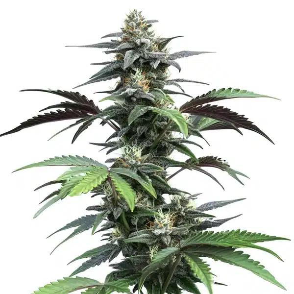 Blue Fruit Auto cannabis flower with rich purple buds, orange hairs, and sweet berry aroma