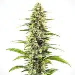 Blue Haze strain with frosty buds and blueberry aroma.