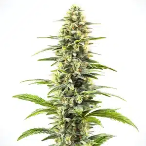 Blue Haze strain with frosty buds and blueberry aroma.