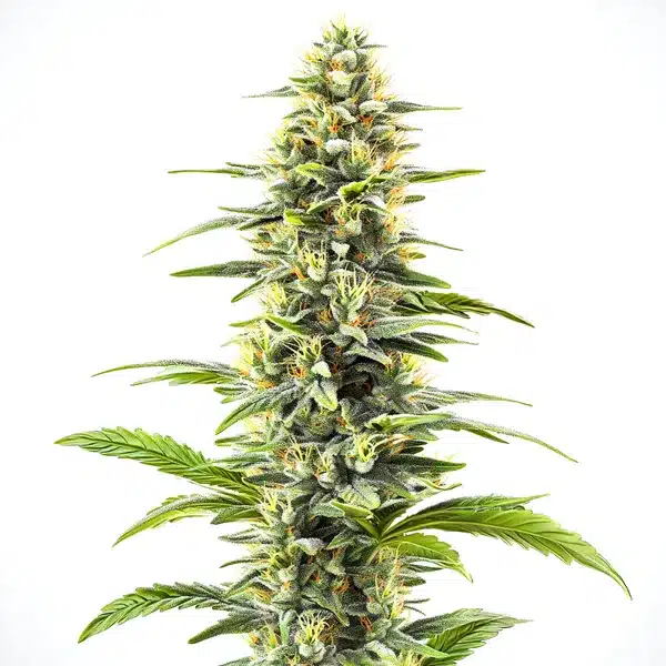 Blue Haze strain with frosty buds and blueberry aroma.