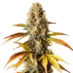 Blue HeadBand cannabis plant with dense buds, green leaves, and orange pistils.