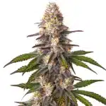 Blue OG cannabis bud with dense purple trichomes and orange pistils against a white background.