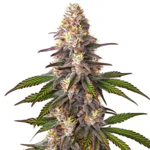 Blue OG cannabis bud with dense purple trichomes and orange pistils against a white background.