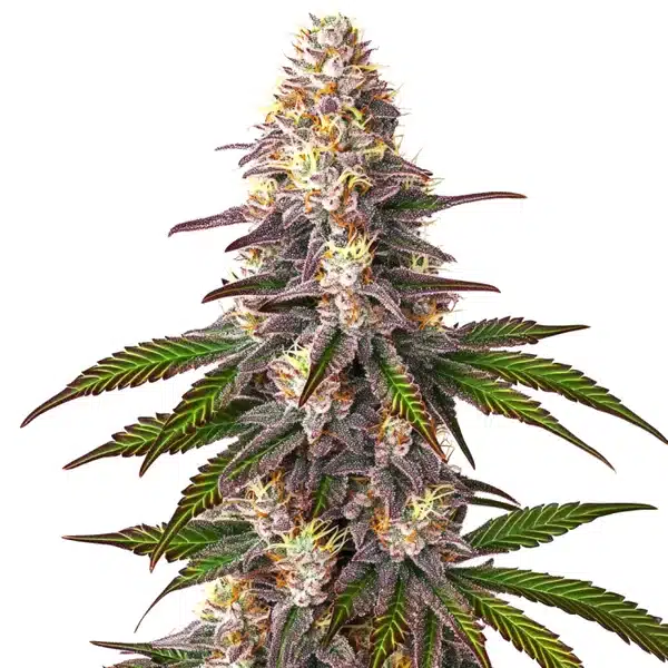 Blue OG cannabis bud with dense purple trichomes and orange pistils against a white background.