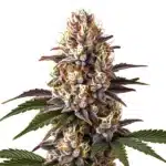 Blue Widow cannabis flower with deep purple tips, thick trichomes, and orange hairs.