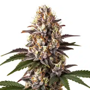 Blue Widow cannabis flower with deep purple tips, thick trichomes, and orange hairs.