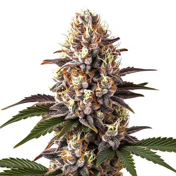 Blue Widow cannabis flower with deep purple tips, thick trichomes, and orange hairs.