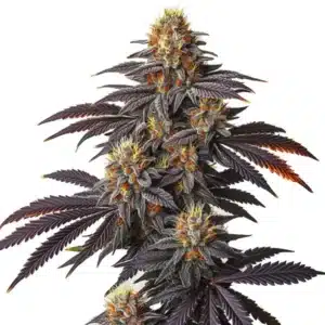 Vibrant Blueberry Badazz OG cannabis plant with purple hues and orange pistils.