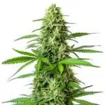 Blueberry x Big Bud Auto plant with dense green buds and long sugar leaves under bright lighting.